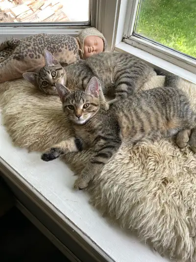 2 Beautiful Female Kittens Unaltered, Must go Together, View more