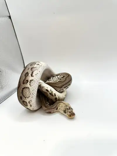 Baby Ball Python Male