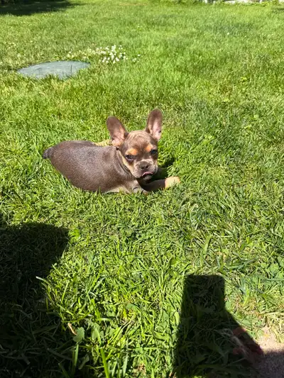 French bulldog puppies, View more