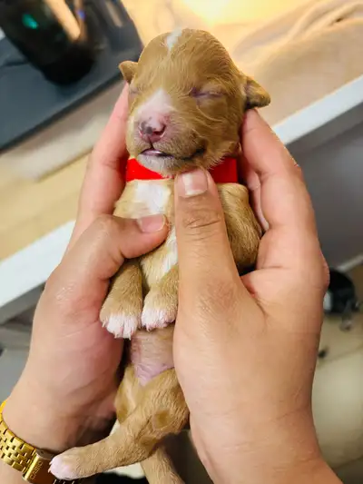 Maltipoo puppies, View more