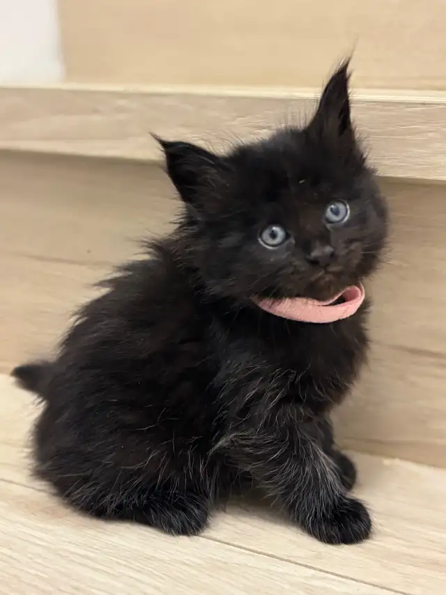 Maine Coon (European &amp; Champion Line) Smoke &amp; Tiger Kittens