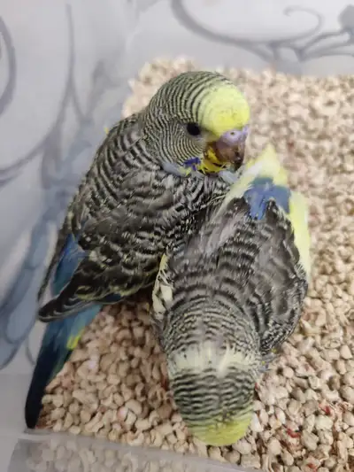 Baby Budgies for sale handfeeding, View more