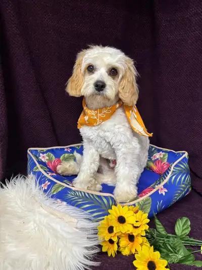 male Cavapoo pup, View more