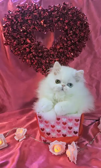 Exquisite Registered Persian Kittens, View more