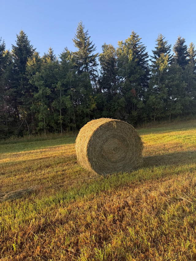 hay bales  in Other in Strathcona County