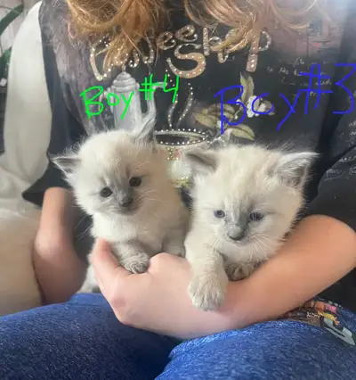 Gorgeous Ragdoll Kittens!, View more
