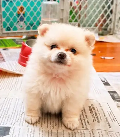 Beautiful Pomeranian puppies, View more