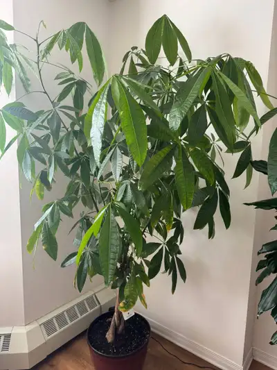  Large Money Tree (Pachira Aquatica) Plants, View more