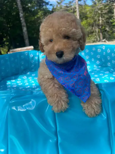Puppy Toy Poodle, View more