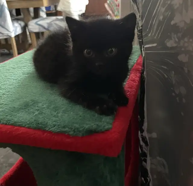 kittens for sale in Cats & Kittens for Rehoming in North Bay - Image 3