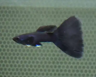 Black mosaic guppy, View more