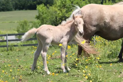 2025 miniture stud colt, View more