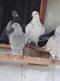 Pigeons young birds with amazing, rare colors, very healthy!!!