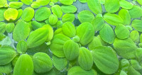 Water lettuce