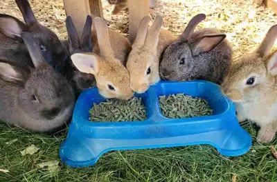 Sweet baby bunnies for sale. 3 black 3 light brown Genders unsure. Please bring a box/crate for pick...