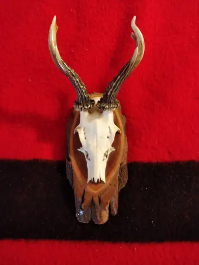 Vintage Roe Buck Deer Antlers on Skull, View more