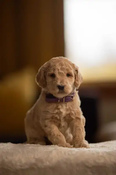 Mom is a 40lb midsize F1b Goldendoodle and Dad is a 35lb Moyen Poodle. F1b Goldendoodles are non-she...