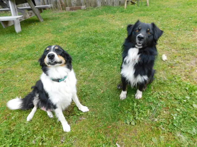 Stunning Mini Australian Shepherd Border Collies | Dogs & Puppies for ...