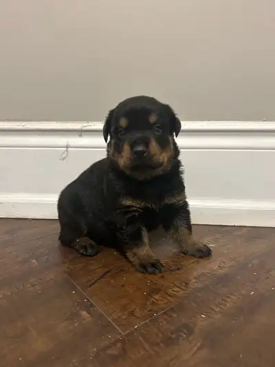 ROTTWEILER PUPPIES, View more