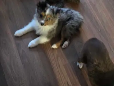 ASDR Toy Australian Shepherd,BET ,Merles Tri's,, View more