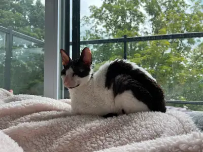 Chat Cornish Rex Femelle Pour Adoption, View more