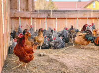 ISO laying hens