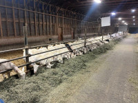 200 Milking Goats for sale