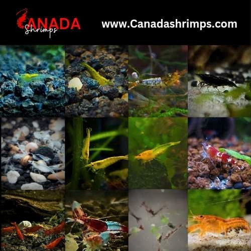 Neocaridina Cherry Shrimps / Caridina Shrimp in Fish for Rehoming in Ottawa