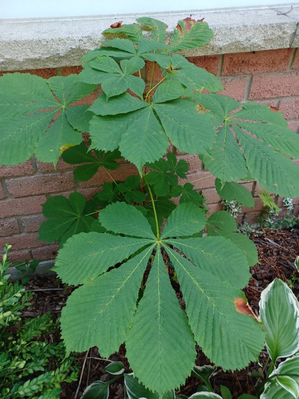 Fig Trees, Apple Trees, Hostas and Flowering Shrubs for Sale Plants