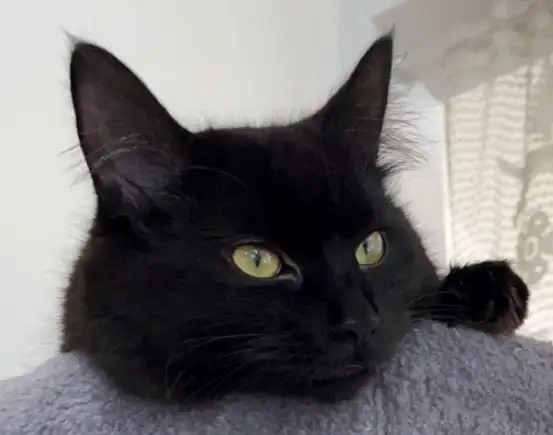 Chat,  moitié Maine coon / cherche famille in Cats & Kittens for Rehoming in City of Montréal - Image 2