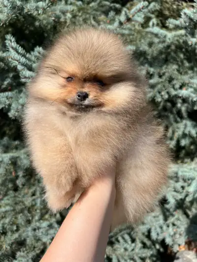 Tiny Lilac & Tan Pomeranian Boy – Teddy Bear Type, View more