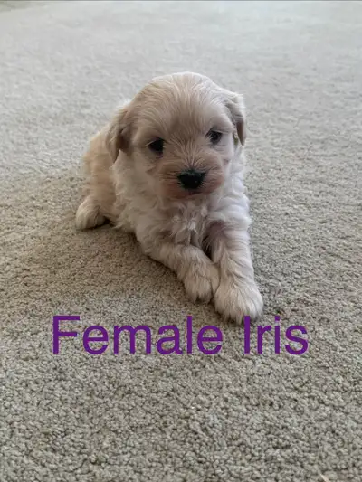 Maltipoo puppies, View more