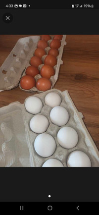 Fresh Farm Eggs