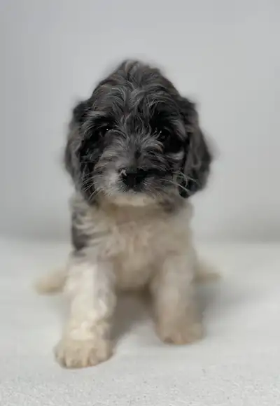 Cockapoo, View more