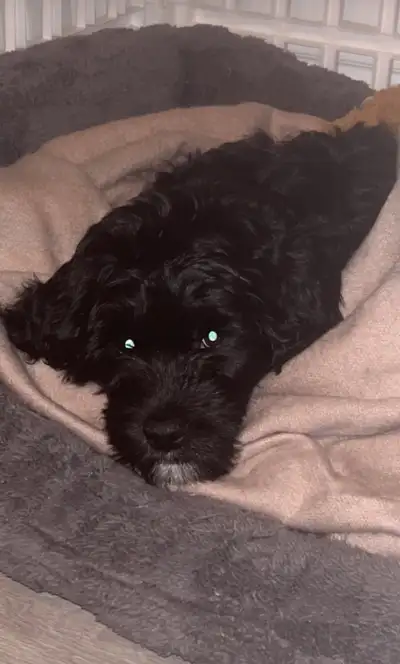This adorable black Doodle and Australian cattle mix is looking for a new home! This little one is a...