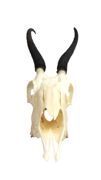 Female Springbok Skull