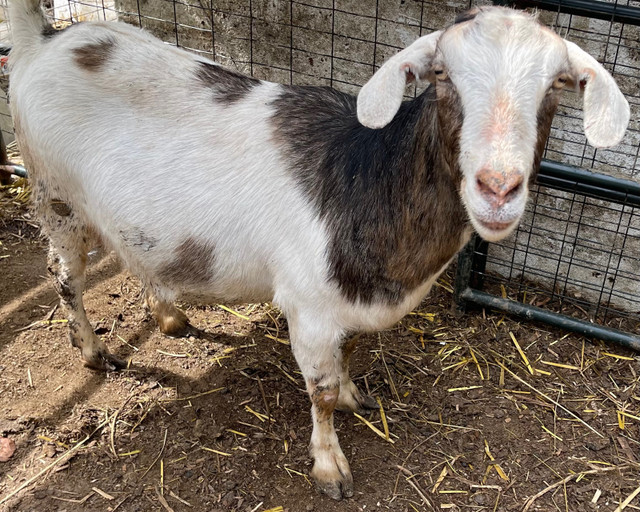 Saanen X Boer Doe in Livestock in Kamloops - Image 3