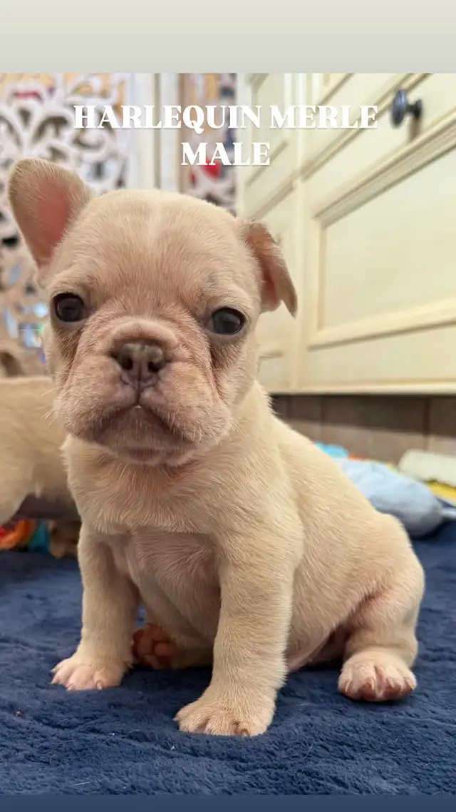 FRENCH BULLDOGS CKC REGISTERED in Dogs & Puppies for Rehoming in Edmonton - Image 4