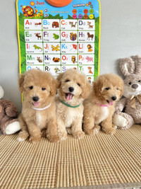 New!! Adorable Bichon Toy Poodle Puppies