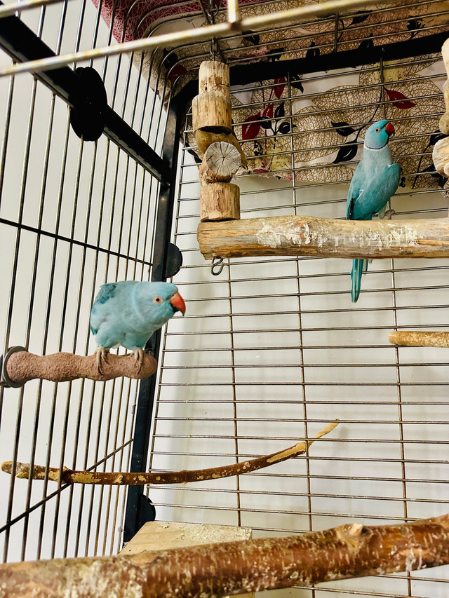  Indian ringneck in Birds for Rehoming in Calgary - Image 2