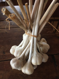 Homegrown Garlic, bundle of 15 bulbs/30$
