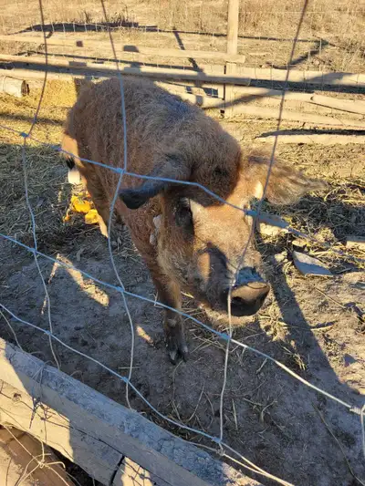 purebred mangalitsa red boar., View more