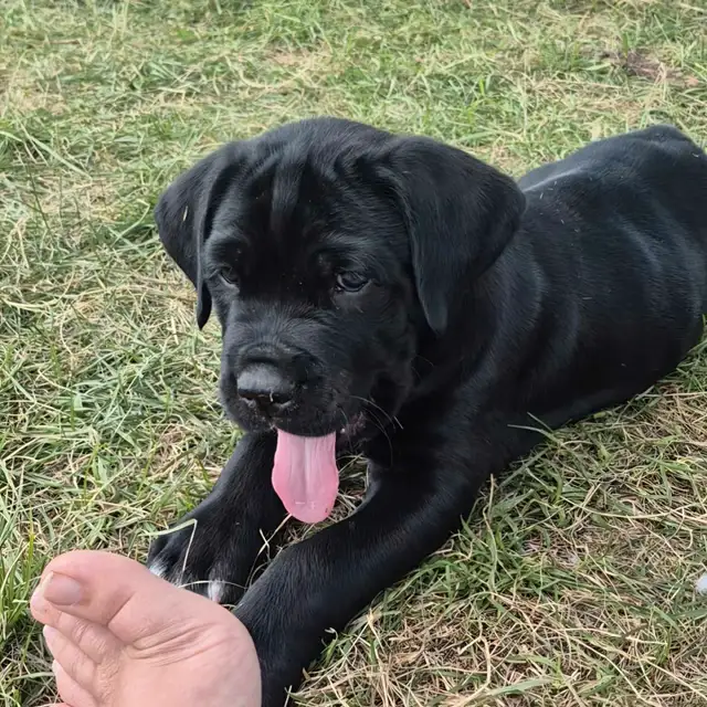 5 availavle. Ready to go. Purebred Cane Corso Puppies in Dogs & Puppies for Rehoming in Winnipeg - Image 5