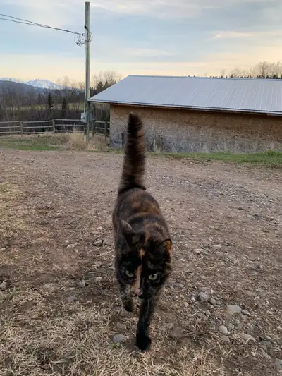 Rehoming our sweet calico girl, 16 years old. She’s affectionate, loves cuddles, and enjoys both ind...