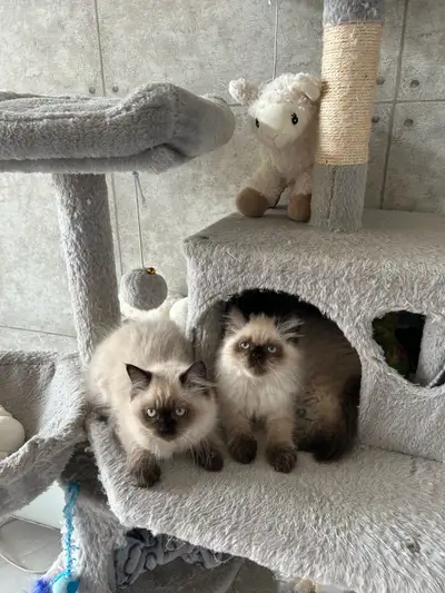 chaton himalayen femelle, View more