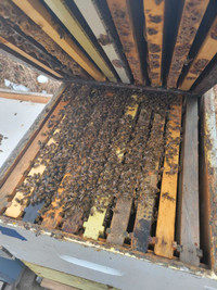 Honey bees, June Nucleus (Nucs), singles, double ready NOW