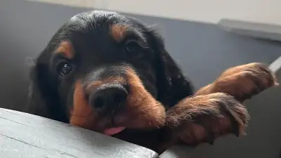 CKC Gordon Setter Puppies for Sale  | Hollandoak.ca, View more