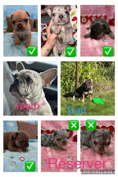 Salut j'ai 6 x bébé bulldog français 4 femelles et 2 mâles pure race parents sur place les bébé sero...