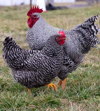 Plymouth Rock chicken hatching eggs, View more