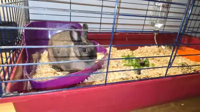 lapine a donner avec cage et nourriture , View more